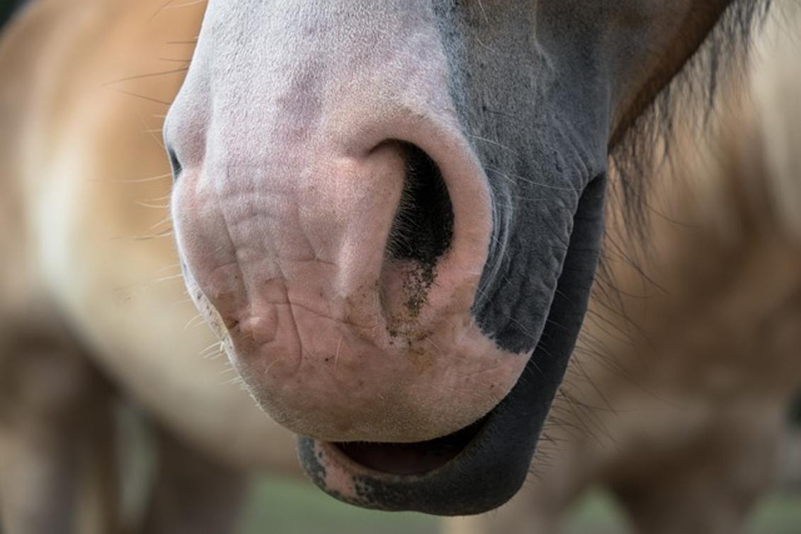 How Do You Blow Your Nose with a Nose Ring? A Comprehensive Guide